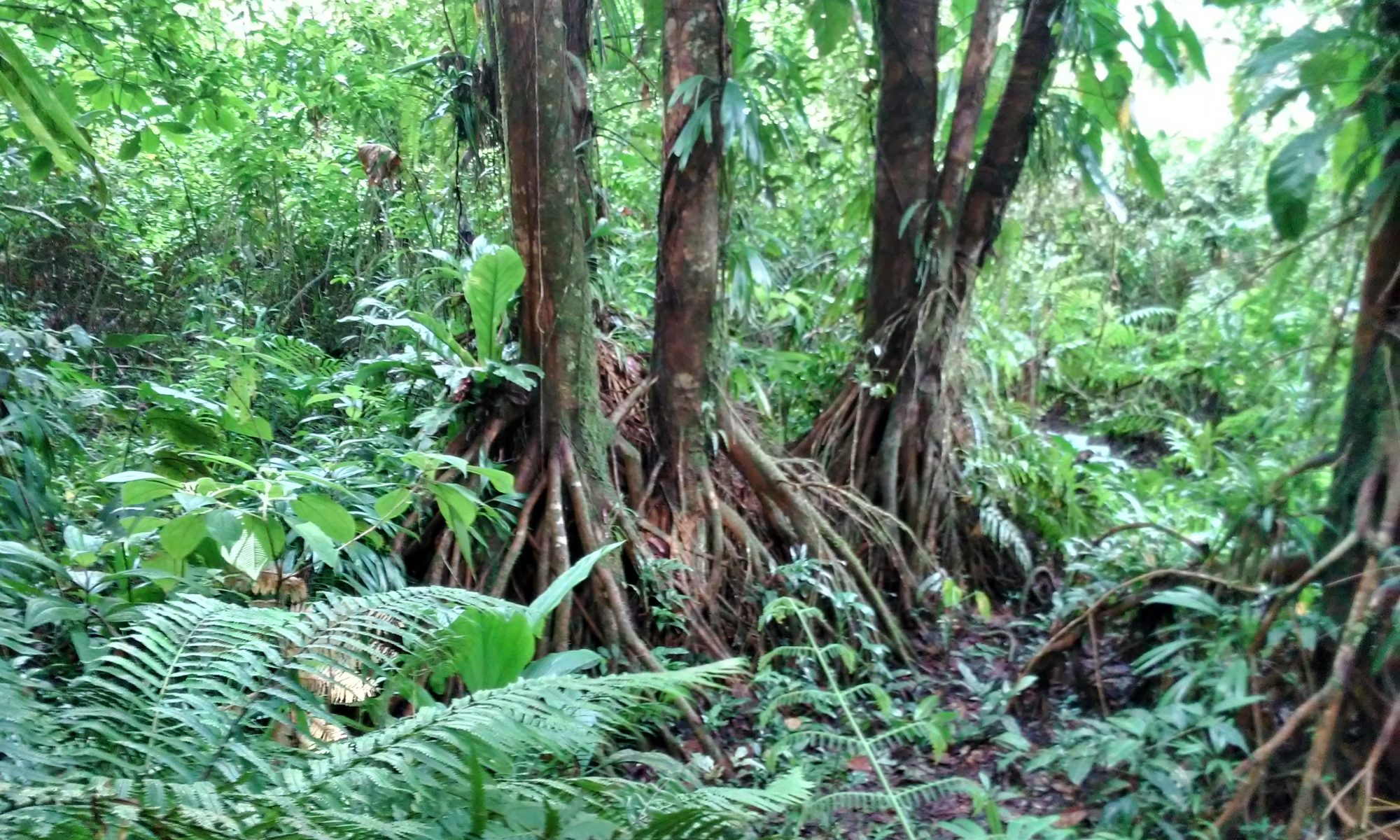 Picture of Tropical Forest at Grand-Étang, Capesterre Belle-Eau
